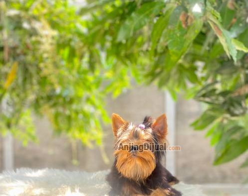 cepat-anakan-yorkshire-terrier-bulu-glamour-9TUNO3IRXT