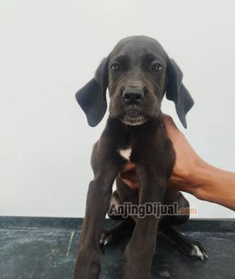 jual-cane-corso-x-great-dane-mix--big--loving-companion-Y99Q4SNCE8