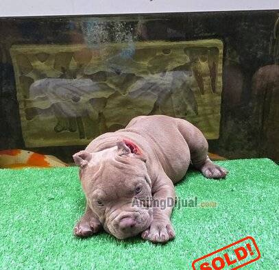 exotic-american-bully-puppies-jantan-lilac-blue-eyes-PM7QAP7T95