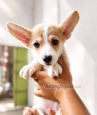 jual-corgi-jantan-lucu-warna-favorite-terjangkau-puol-2DINXSYT67