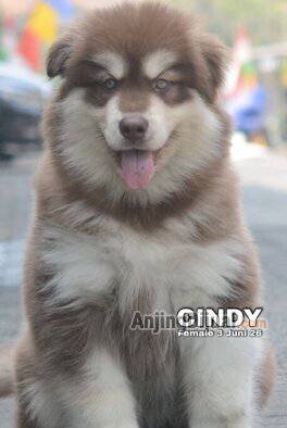 jual-cute-adorable-alaskan-malamute-cindy-HRIF41LX4R