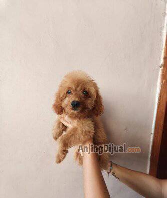 for-sale-fawn-toy-poodle-GMRRG2HR9K