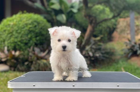 for-sale-puppy-female-west-highland-terrier-ICGLLHNTPK