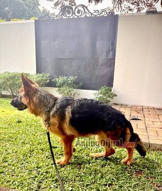 jual-herder-jantan-5-bulan-J0GXJVJN5D