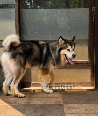 sale-indukan-alaskan-malamute-bloodline-china-longhair-pesek-A0ATMEPD9T