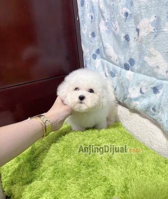 jual-korean-super-mini-bichon-frise-VYXW5W35KG