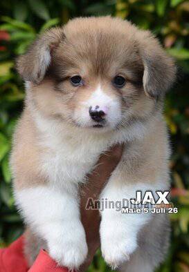 jual-cute-adorable-corgi-longhair-tergemoy-jax-8SMLBAQ2B2