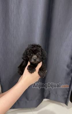 jual-silver-toy-poodle-betina-super-lucu-stambum-vaksin-chip-VR7KVUBYKW