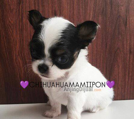 jual-chihuahua-cantik-5YQD8XPMQQ