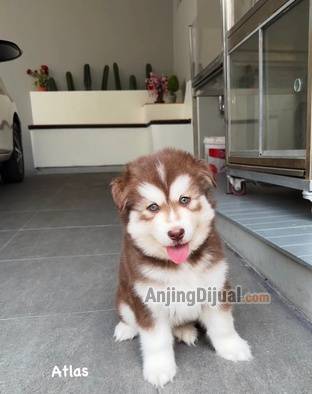 jual-husky-super-JL0M2PI3V4