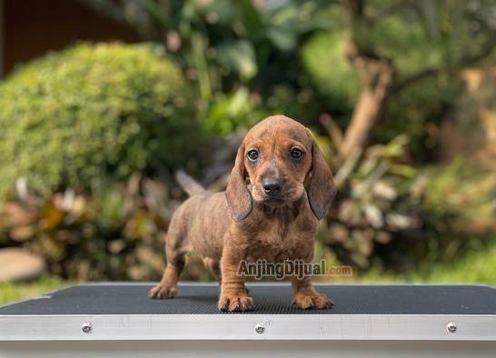 for-sale-puppy-female-miniature-dapple-dachshund-TFD7BEBQNU