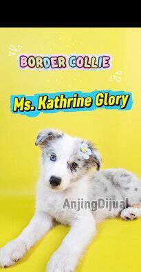 jual-puppies-border-collie-blue-merle--black-white-dari-keturunan-import-china-champion-ina-ZEWN50Y8OT