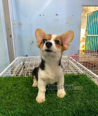 jual-puppy-corgi-betina-black--tan-termurah-KEVUYM9AH2