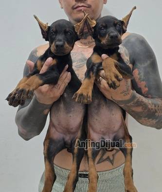 open-booked-jumbo-size-2-female-doberman-europe-4ALI61Z9VW