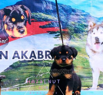 jual-puppy-rottweiler-betina-bloodline-istimewa-L0P8YG9V3P