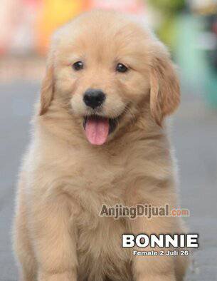 jual-golden-puppies-termurah--6WJ3BOBM39