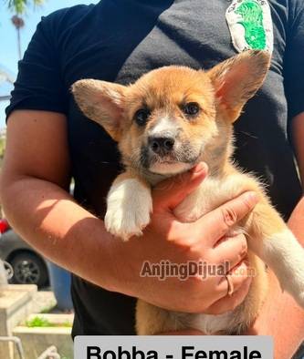 anakan-pembroke-welsh-corgi-2U8RQ2D4H9