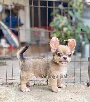 for-sale-puppy-chi-hua-hua-long-coat-ZNFOHC7IK2