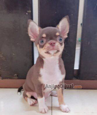jual-chihuahua-jantan-VWA81P241W