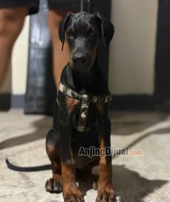 jual-doberman-betina-13IL7YON53