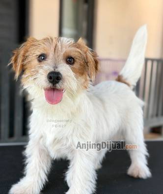 jual-jack-russel-rough-coat-betina-puppy-S8RPBBPZLR