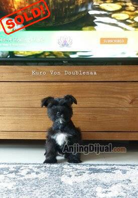 1-male-black-miniature-schnauzer-puppy-RSH7GY0JYL