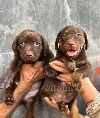jual-labrador-retriever-choco--choco-n-tan-TJKAAD4XB9