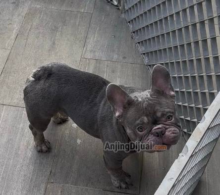 pejantan-french-bulldog-lilac-import-langsung-for-sale-C8N3EWSIWK