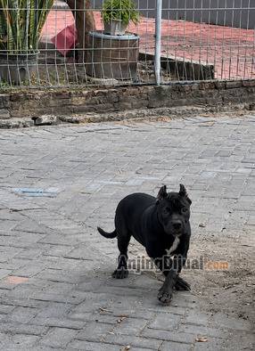 jual-pitbull-jantan-nama-bams-TDTM6UD3EZ