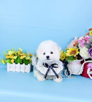 jual-male-korean-mini-bichon-super-cute-face-bloodline-import-korea-best-quality-96OF16B605