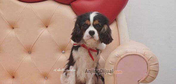 jual-cavalier-king-charles-polandia-bloodline-high-quality-ARH7TAVNHS