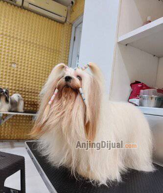 jual-shih-tzu-male-O6T85S376I