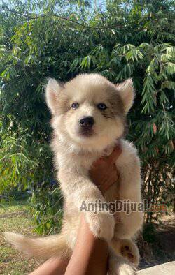 jual-siberian-husky-longhair-Z2DMDSPYDS