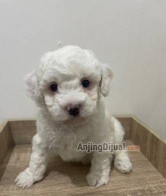 jual-poodle-tiny-white-mismark-male-DRKP39L5UX