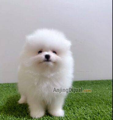 jual-snow-white-glamour-mini-pomeranian-face-cakep-dan-postur-bagus-7I2VYSUC4T