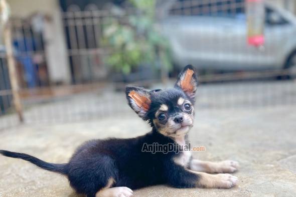 for-sale-puppy-chi-hua-hua-long-hair-P7QBLKJBSS