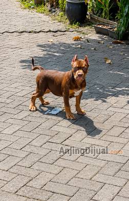 jual-premium-pitbull-jantan-name-glory-K32UVBIXO6