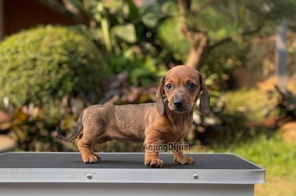 for-sale-puppy-female-miniature-dapple-dachshund-EK39TWT5DS
