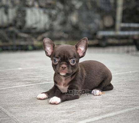 jual-chihuahua-betina-dark-choco-N6R7HKZTVK