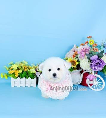 jual-female-korean-mini-bichon-super-cute-face-karakter-super-baik-dan-manja-WWA4A49UM6