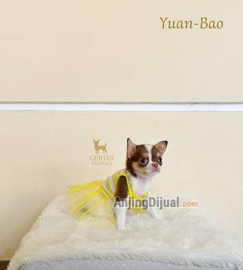 jual-chihuahua-good-quality-murah-UTVETFP2KL