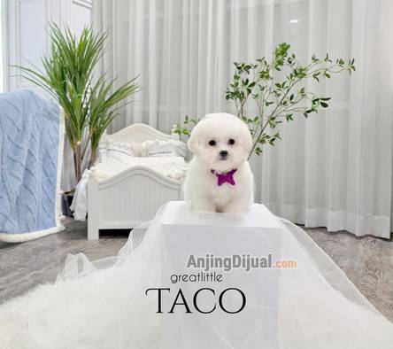 speciality-of-tiny-korean-line-pretty-and-dolly-face-bichon-frise-L7DPRQWOLB