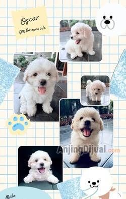 jual-super-high-quality-bichon-frise-puppy-korean-bloodline-EYH4GCPH06