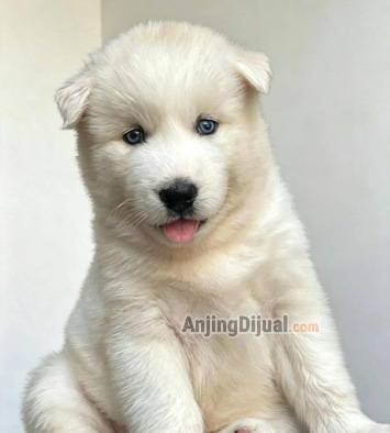 jual-siberian-husky-all-white-betina-non-stb-3WFJ6OU25U