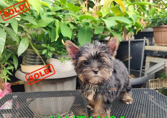 puppies-yorkshire-terrier-N4I67GSWW5