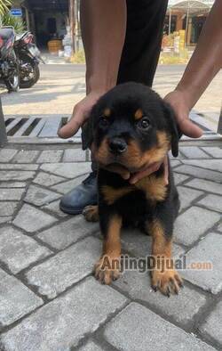 jual-puppies-rottweiler-4-jantan-dan-1-betina-usia-2-bulan-C8110YSV7H