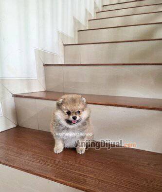 jual-superminipom-termurah--WJ40HVW5RU