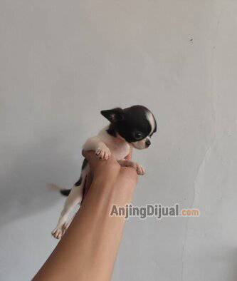 jual-anakan-chihuahua-betina-DD2LJBDI36