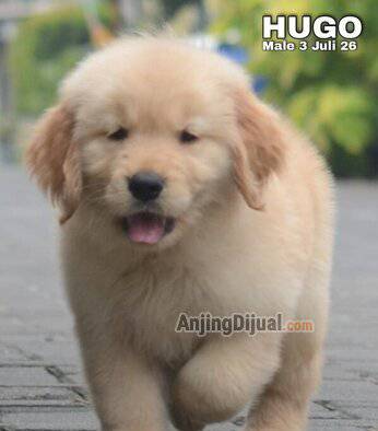 jual-golden-retriever-puppy-berkualitas-harga-termurah-FRWOD9M79T