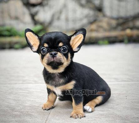 jual-chihuahua-jantan-short-hair-blacktan-EZPNVCNSMW